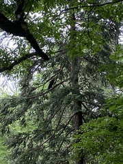 Corvus