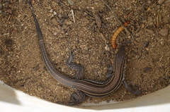 Aspidoscelis hyperythrus beldingi