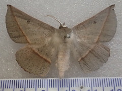 Phallaria ophiusaria