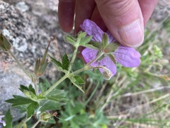 Penstemon secundiflorus