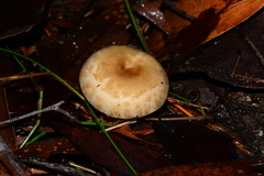 Russula neerimea