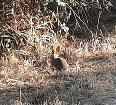 Oryctolagus cuniculus