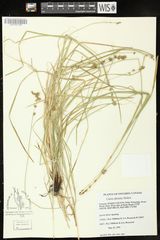 Carex leersii
