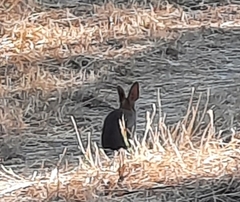 Oryctolagus cuniculus