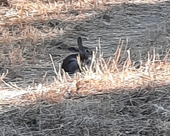 Oryctolagus cuniculus