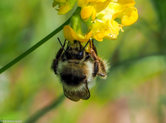 Bombus veteranus