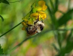 Bombus veteranus