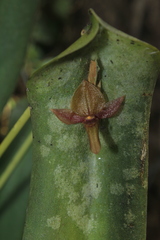 Pleurothallis lilijae