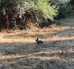 Oryctolagus cuniculus