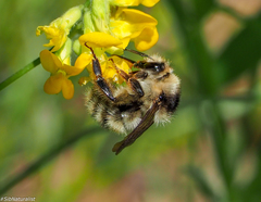 Bombus veteranus