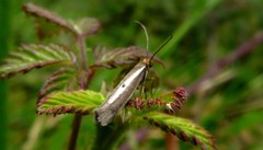 Parahyponomeuta egregiella