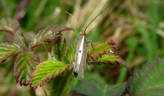 Parahyponomeuta egregiella