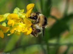 Bombus veteranus