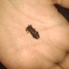 Tenebrio obscurus