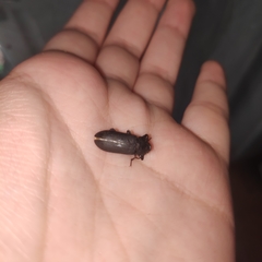 Tenebrio obscurus