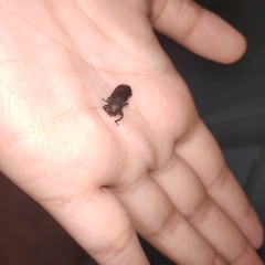 Tenebrio obscurus