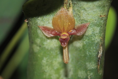 Pleurothallis lilijae