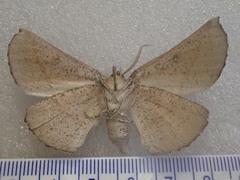 Phallaria ophiusaria