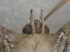 Phallaria ophiusaria