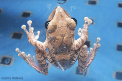 Polypedates megacephalus