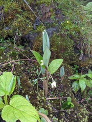 Polygonatum verticillatum
