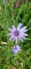 Cichorium intybus