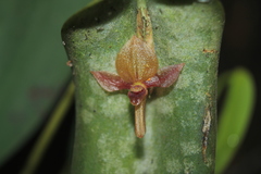 Pleurothallis lilijae