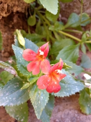 Erythranthe verbenacea