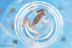 Polypedates megacephalus