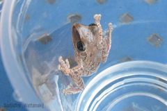 Polypedates megacephalus