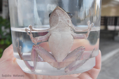 Polypedates megacephalus