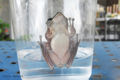 Polypedates megacephalus