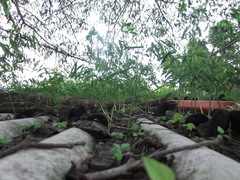 Enterolobium cyclocarpum