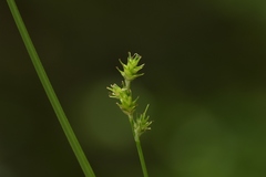 Carex sterilis