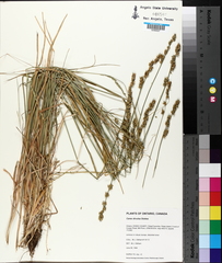 Carex leersii