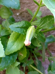 Erythranthe verbenacea