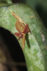 Pleurothallis lilijae
