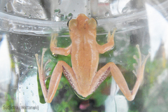 Polypedates megacephalus