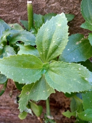 Erythranthe verbenacea