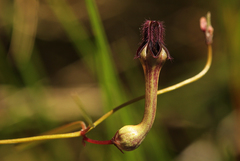 Ceropegia chimanimaniensis image