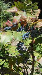 Berberidinae