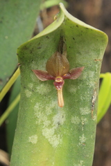 Pleurothallis lilijae
