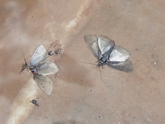 Metaxmeste phrygialis