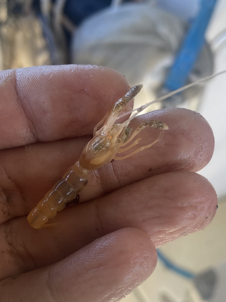 Calocarides coronatus
