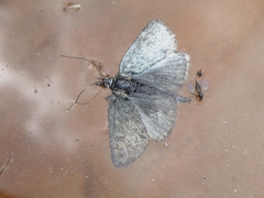 Metaxmeste phrygialis