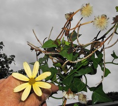 Senecio macroglossus