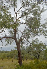Corymbia pocillum