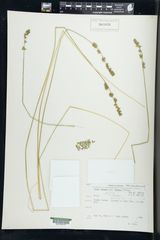 Carex leersii