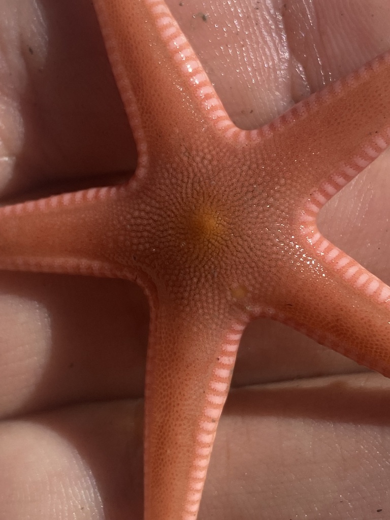 Bathybiaster vexillifer