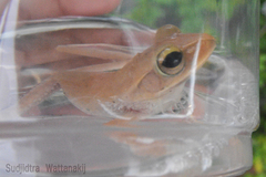 Polypedates megacephalus